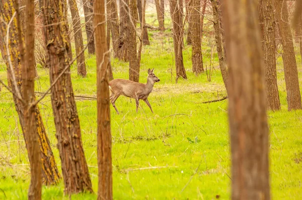 Güneşli bir günde ormandaki bir karaca yavrusuna bak..