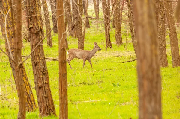 在阳光明媚的日子里 在森林里看到一只野鹿 — 图库照片