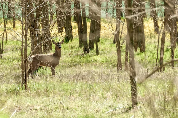 Güneşli bir günde ormandaki bir karaca yavrusuna bak..