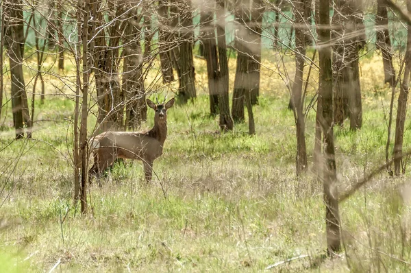 Güneşli bir günde ormandaki bir karaca yavrusuna bak..