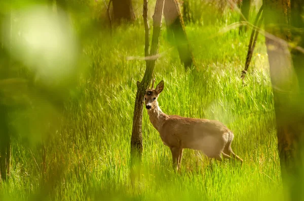 Güneşli bir günde ormandaki bir karaca yavrusuna bak..