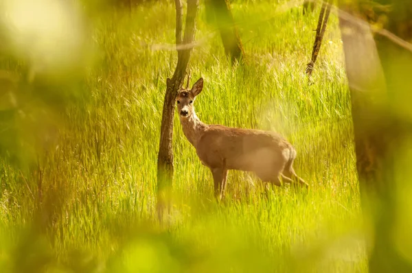 View Roe Deer Forest Sunny Day — Stock Photo, Image