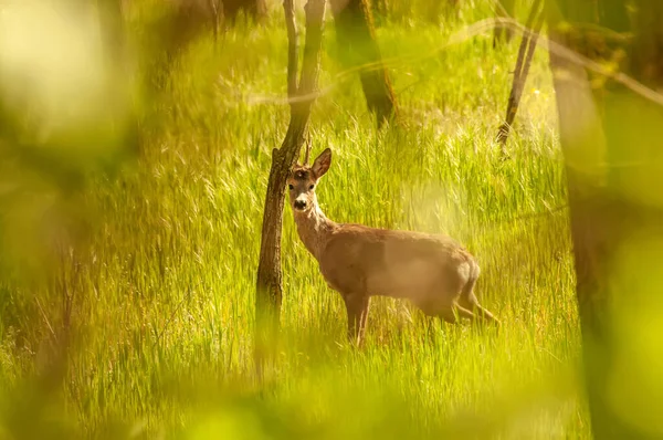 Güneşli bir günde ormandaki bir karaca yavrusuna bak..