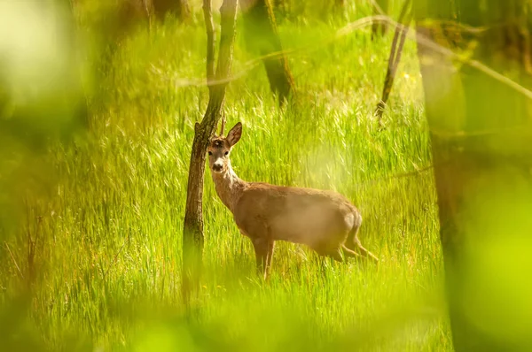 Güneşli bir günde ormandaki bir karaca yavrusuna bak..