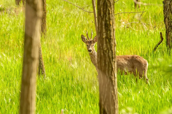 Güneşli bir günde ormandaki bir karaca yavrusuna bak..