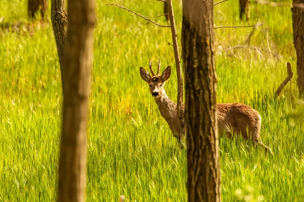 Güneşli bir günde ormandaki bir karaca yavrusuna bak..