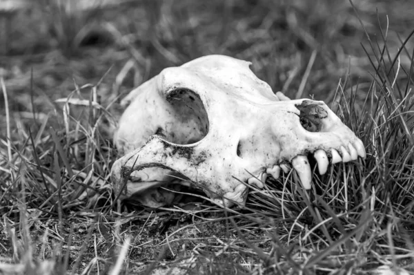 Güneşli bir günde bir tarlada tilki kafatası görüntüsü.