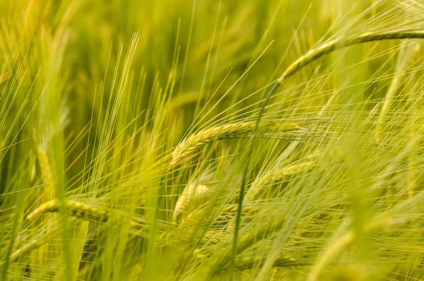 Bulanık arkaplanı olan yeşil buğday tarlasına yakın çekim.