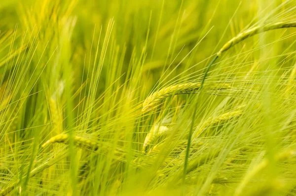 Bulanık arkaplanı olan yeşil buğday tarlasına yakın çekim.