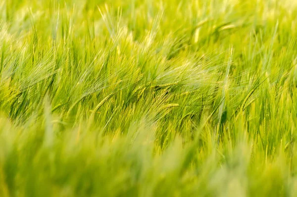 Bulanık arkaplanı olan yeşil buğday tarlasına yakın çekim.