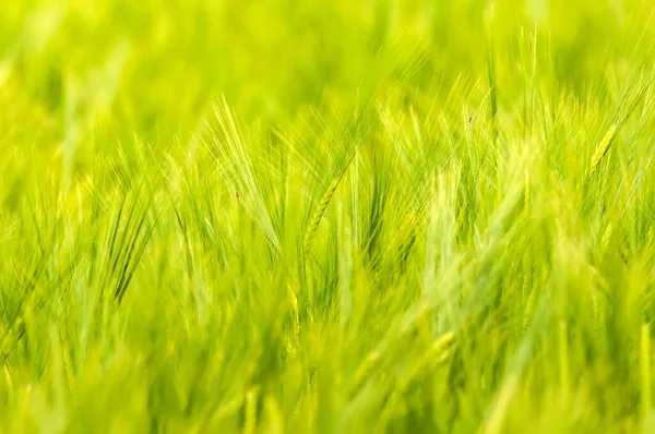 Bulanık arkaplanı olan yeşil buğday tarlasına yakın çekim.