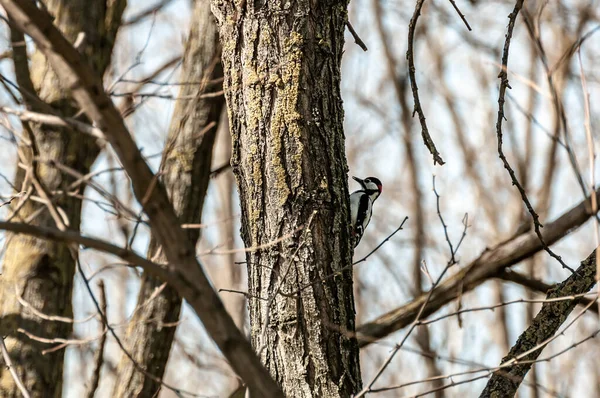 Blick Auf Einen Spechtvogel Auf Einem Baum Wald — Stockfoto