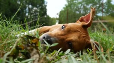 Güzel bir Amerikan personeli çimlerin üzerinde dinleniyor..