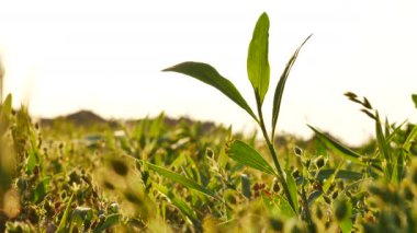 Sıcak bir yaz gününde, günbatımında rüzgarla hareket eden çimenlerin yakın çekim sahnesi.