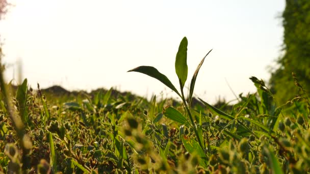Scena ravvicinata dell'erba che si muove dal vento in una calda giornata estiva durante il tramonto. — Video Stock