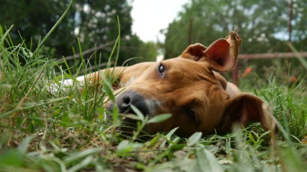 Een prachtige Amerikaanse staffordshire terriër rustend op het gras. — Stockvideo