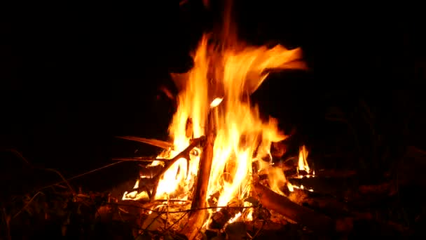 用4K分辨率拍摄的夜间篝火燃烧和燃烧的森林的录像. — 图库视频影像