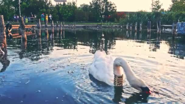 VELENCE, HONGARIJE - JULI 28, 2018: Uitzicht op de zwanen zwemmen op het Velence meer in Hongarije, Velence. — Stockvideo