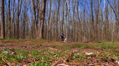 VERESEGYHAZ HUNGARY - 30 Mart 2019: Güneşli bir günde Macaristan 'da düzenlenen Medve-kupa Bear-cup etkinliği sırasında kızak kızak köpekleri bisikletleriyle yarışıyor.