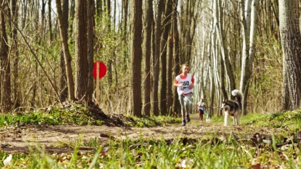 VERESEGYHAZ HUNGARY - MARS 30 2019: Utsikt över en ung flicka som springer och kanikorsar träning med en slädhund under evenemanget Medve-kupa Björnkopp i Veresegyhaz Ungern en solig dag. — Stockvideo