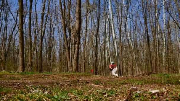 VERESEGYHAZ HUNGRÍA - 30 DE MARZO DE 2019: Ver a los perros de carreras con su entrenador en un scooter durante el evento Medve-kupa Bear-cup en Veresegyhaz Hungría en un día soleado. — Vídeos de Stock