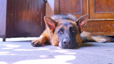 Bir Alman çoban köpeği ve bir ev sahibi güneşli bir günde dostça oynuyorlar..