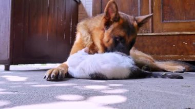Bir Alman çoban köpeği ve bir ev sahibi güneşli bir günde dostça oynuyorlar..