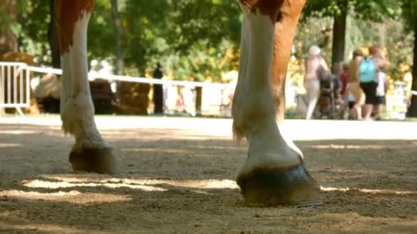 SEZKESFEHERVAR, HUNGARY - 2019年8月19日:晴れた夏の日にイベント中の中世の王の日にハンガリーのSzekesfehervarを歩いている間に馬の足のビュー. — ストック動画