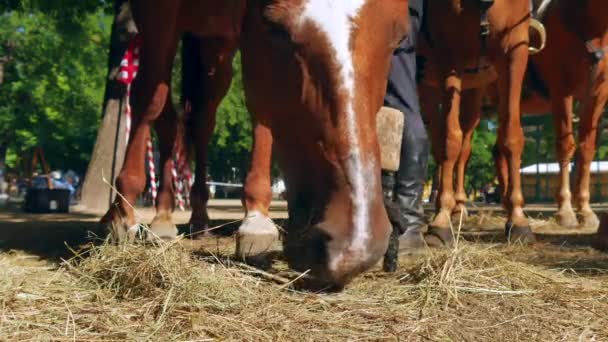 SZEKESFEHERVAR, HUNGARY - AUGUST 19, 2019: Horses are eating hay in Szekesfehervar, Hungary during the event Medieval King Days on a sunny summer day. — Stock Video