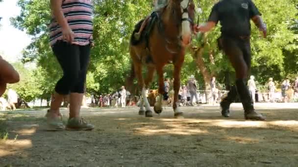 SEZKESFEHERVAR, HUNGARY - 2019年8月19日:晴れた夏の日に中世の王の日のイベント中に馬ハンガリーに乗っている子供ながら、散歩のために馬を取る男. — ストック動画