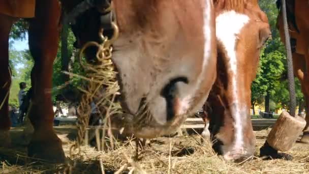 SEZKESFEHERVAR, HUNGARY - 2019年8月19日:馬は晴れた夏の日にイベント中の中世の王の日にハンガリーのSzekesfehervarで干し草を食べています. — ストック動画