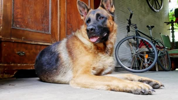 Bir Alman çoban köpeği ve bir ev sahibi güneşli bir günde dostça oynuyorlar.. — Stok video