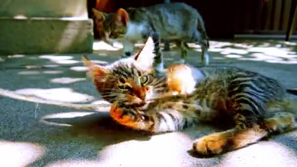 Een schattige huiskat spelen met een veer op een zonnige dag. — Stockvideo