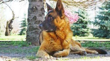 Güneşli bir günde dinlenen bir Alman çoban köpeği..