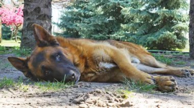 Güneşli bir günde uyuyan bir Alman çoban köpeği.