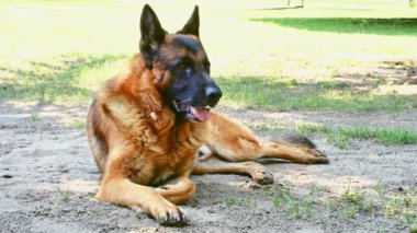 Güneşli bir günde uyuyan bir Alman çoban köpeği.