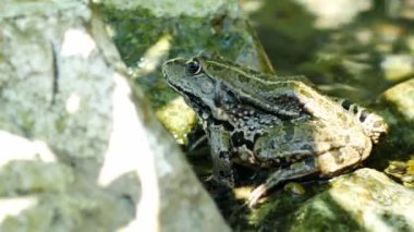 Bir yaz günü, bir gölün dalgalı sularında dinlenen bir kurbağa manzarası.