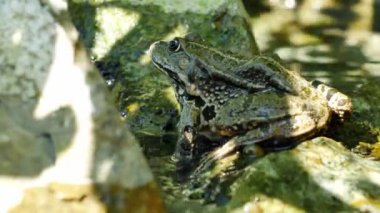 Bir yaz günü, bir gölün dalgalı sularında dinlenen bir kurbağa manzarası.