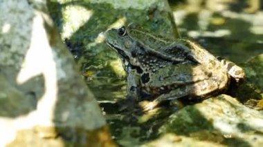 Bir yaz günü, bir gölün dalgalı sularında dinlenen bir kurbağa manzarası.