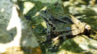 Bir yaz günü, bir gölün dalgalı sularında dinlenen bir kurbağa manzarası.
