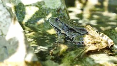 Bir yaz günü, bir gölün dalgalı sularında dinlenen bir kurbağa manzarası.
