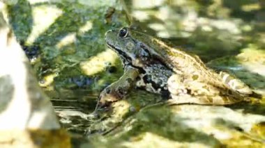 Bir yaz günü, bir gölün dalgalı sularında dinlenen bir kurbağa manzarası.