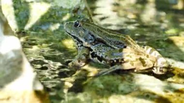 Bir yaz günü, bir gölün dalgalı sularında dinlenen bir kurbağa manzarası.