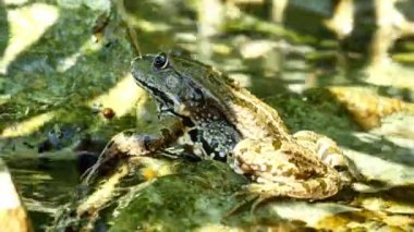 Bir yaz günü, bir gölün dalgalı sularında dinlenen bir kurbağa manzarası.