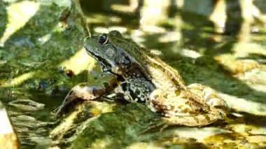 Bir yaz günü, bir gölün dalgalı sularında dinlenen bir kurbağa manzarası.