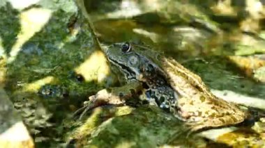 Bir yaz günü, bir gölün dalgalı sularında dinlenen bir kurbağa manzarası.