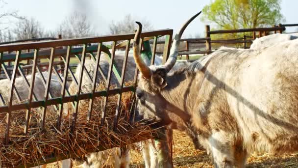 Les bovins gris hongrois mangent du foin par une journée ensoleillée. — Video
