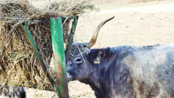 Vacas húngaras Grey Bovinos estão comendo feno em um dia ensolarado. — Vídeo de Stock