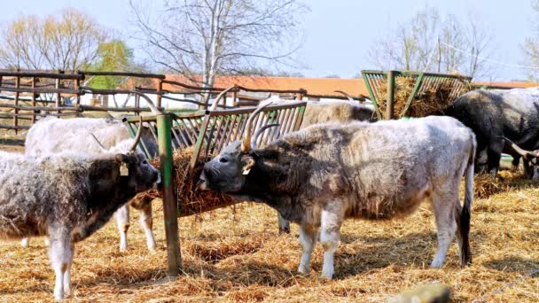 Hongaarse grijze koeien eten hooi op een zonnige dag. — Stockvideo