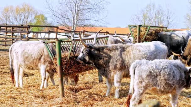 在阳光灿烂的日子里,匈牙利灰牛正在吃干草. — 图库视频影像